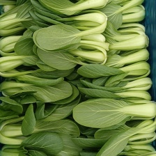 青菜，油菜，快菜，芹菜，生菜