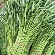 空心菜南通蔬菜产地长年直供，欢迎各位老板合作