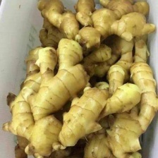 小黄姜 姜种 大黄姜 新姜 老姜产地
