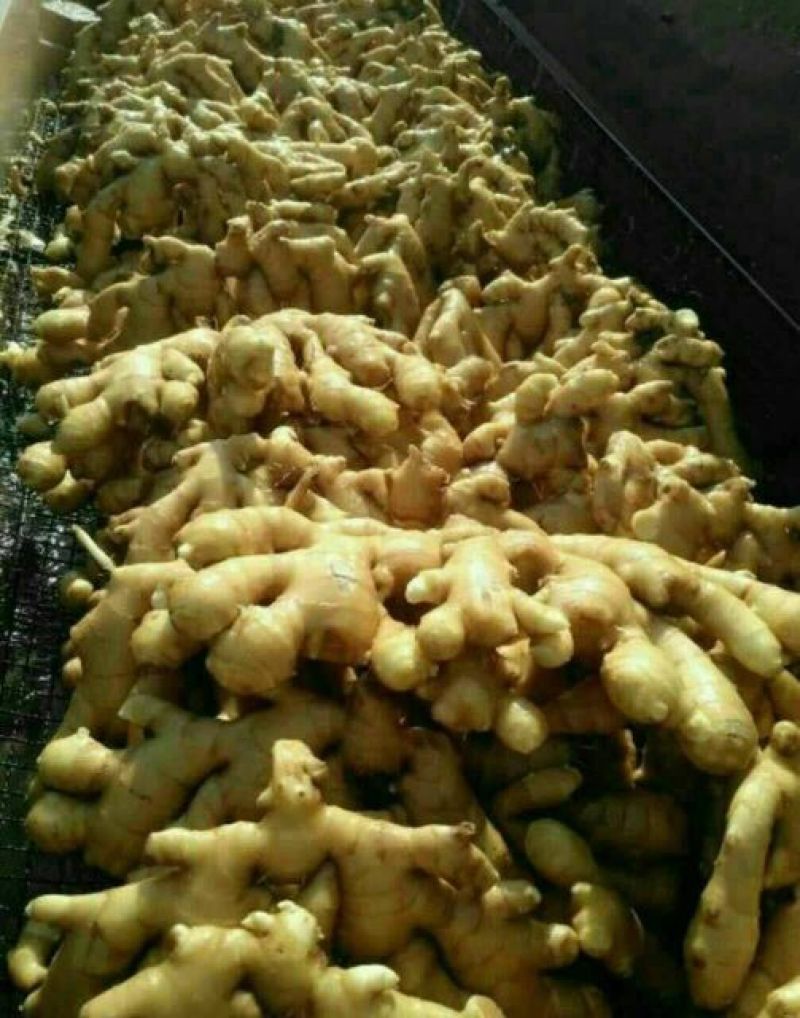 小黄姜 姜种 大黄姜 新姜 老姜产地批发 代存生姜支持代发