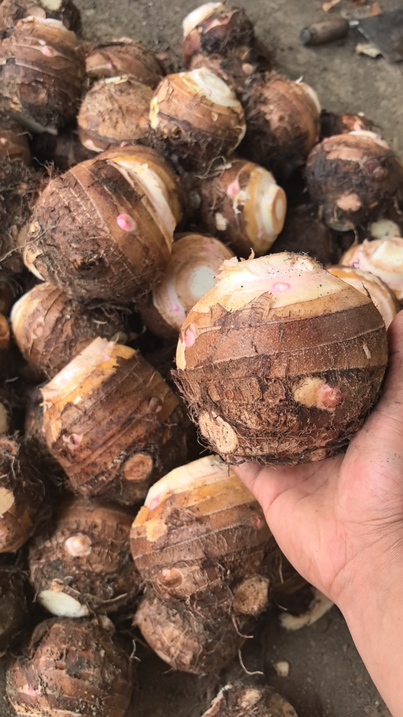 芋母，红香芋母，