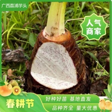 芋母，红香芋母，