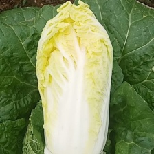 内黄娃娃菜基地直发 品质保证 欢迎来电洽谈合作 价格更优