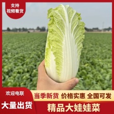 内黄娃娃菜基地直发 品质保证 欢迎来电洽谈合作 价格更优