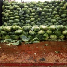 【今日推荐】陕西甘蓝 圆包菜 可视频看货对接全国市场