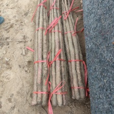 双棒山药大量有货