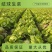 生菜球，园生菜大量上市，山东产地支持视频验货电商代发