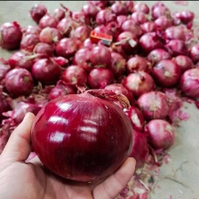 小红洋葱河西小毛葱华西毛葱市场电商超市出口货各种规格