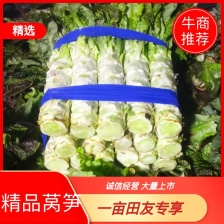 精品红尖叶莴苣 红叶香莴笋 高度55-65 粗细均匀 价格低