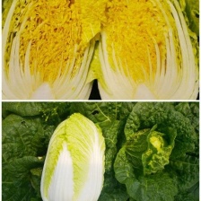 现货秒发天然新鲜娃娃菜欢迎咨询品质保证 诚信经营欢迎来电