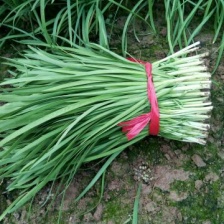 万亩基地货源充足需要的联系