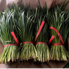 万亩基地货源充足需要的联系