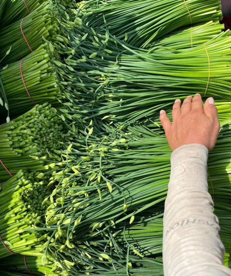 韭苔，韭菜花，产地发货，手工现摘，品质保证。