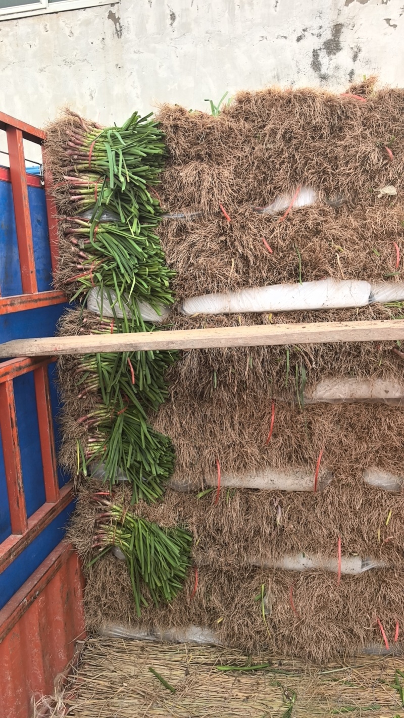 中牟红根宅叶蒜苗，沙地无泥土，无干尖，无黄，保证质量。