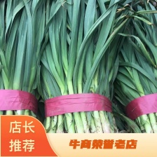 中牟红根宅叶蒜苗，沙地无泥土，无干尖，无黄，保证质量。