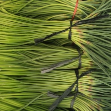 山东蒜薹沂蒙山红帽蒜苔产地现摘现发货行情随当天而定可支持