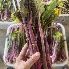 湖北一手货源红菜苔新鲜上市价格美丽质量好量大从优