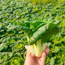 《黄心菜》现货大量供应 常年供应 市场 加工厂 量大从优