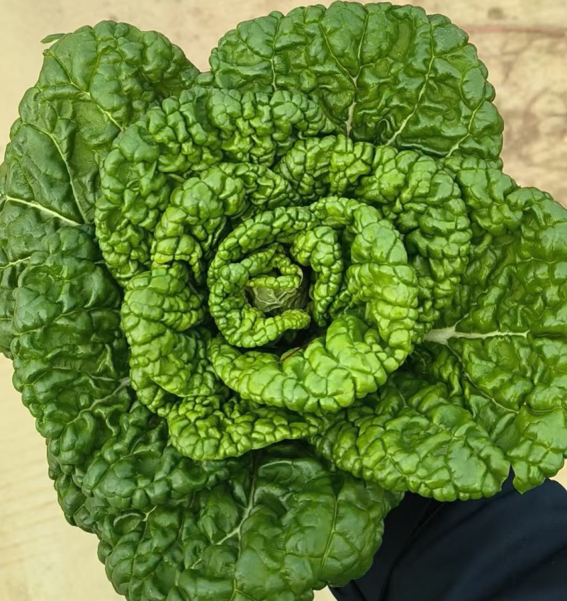 《黄心菜》现货大量供应 常年供应 市场 加工厂 量大从优