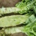 青皮莴笋 1.5~2斤 28cm以上