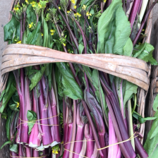 红菜苔 精品紫菜苔 种植基地一手货源