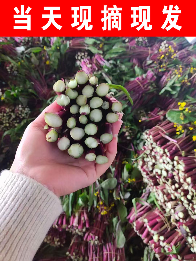 红菜苔 精品紫菜苔 种植基地一手货源