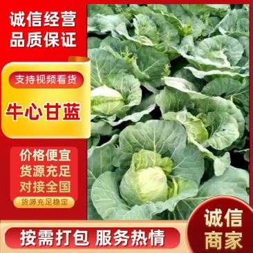 春甘蓝精品牛心甘蓝体行圆外观美丽大量上市