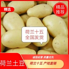 《荷兰十五土豆》新土豆/产地现挖批发/规格齐全/全国发货