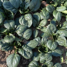 精品大棚菠菜品质上乘支持视频看货 价格优惠欢迎来电洽谈