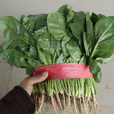 精品大棚菠菜品质上乘支持视频看货 价格优惠欢迎来电洽谈