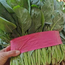 精品大棚菠菜品质上乘支持视频看货 价格优惠欢迎来电洽谈