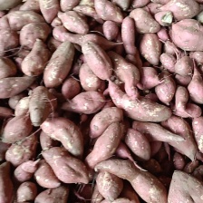 龙九薯，源头货源，产地直销，全年持续