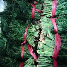 大竹红香椿 香椿芽2024红香椿 支持代发 可以视频看货