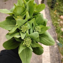 山东曹县精品菜心常年供应，市场，电商平台。