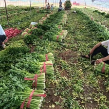 聊城西芹.法国皇后<font color=red>芹菜</font>，大量供应货源