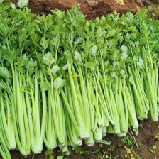 聊城西芹.法国皇后芹菜，大量供应货源充足