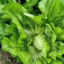 精品芥菜 产地直供一手货源 品质保证全国发货