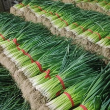 蒜苗黄耿蒜苗价格便宜，欢迎你来选购。