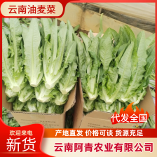 精品油麦菜，基地供应量大质量好，发全国各地超市，市场电商