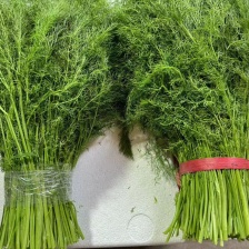 燕氏精品蔬菜供应