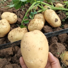 精品高次，微瑕疵，适合，学校，大集，另售，高品食堂。