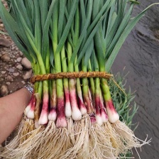 精品一点红蒜苗 大量有货  支持各种  电商  市场水洗