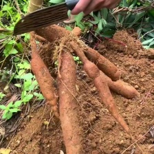 黄肉木薯 广西 玉林 木薯 鸡蛋木薯 产地直发