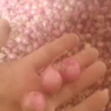 大红二红洋葱，红黄紫洋葱各种规格，市场货电商货，长年供应