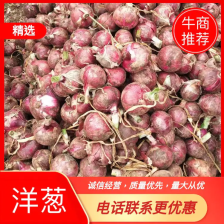 大红二红洋葱，红黄紫洋葱各种规格，市场货电商货，长年供应