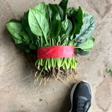 河南【新鲜】大叶菠菜，产地直供，对接全国，欢迎来电