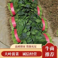 河南【新鲜】大叶菠菜，产地直供，对接全国，欢迎来电
