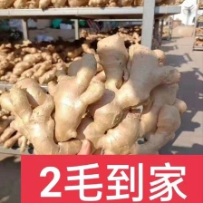 【荐】精选<font color=red>生姜</font> 大黄姜 小黄姜 规格