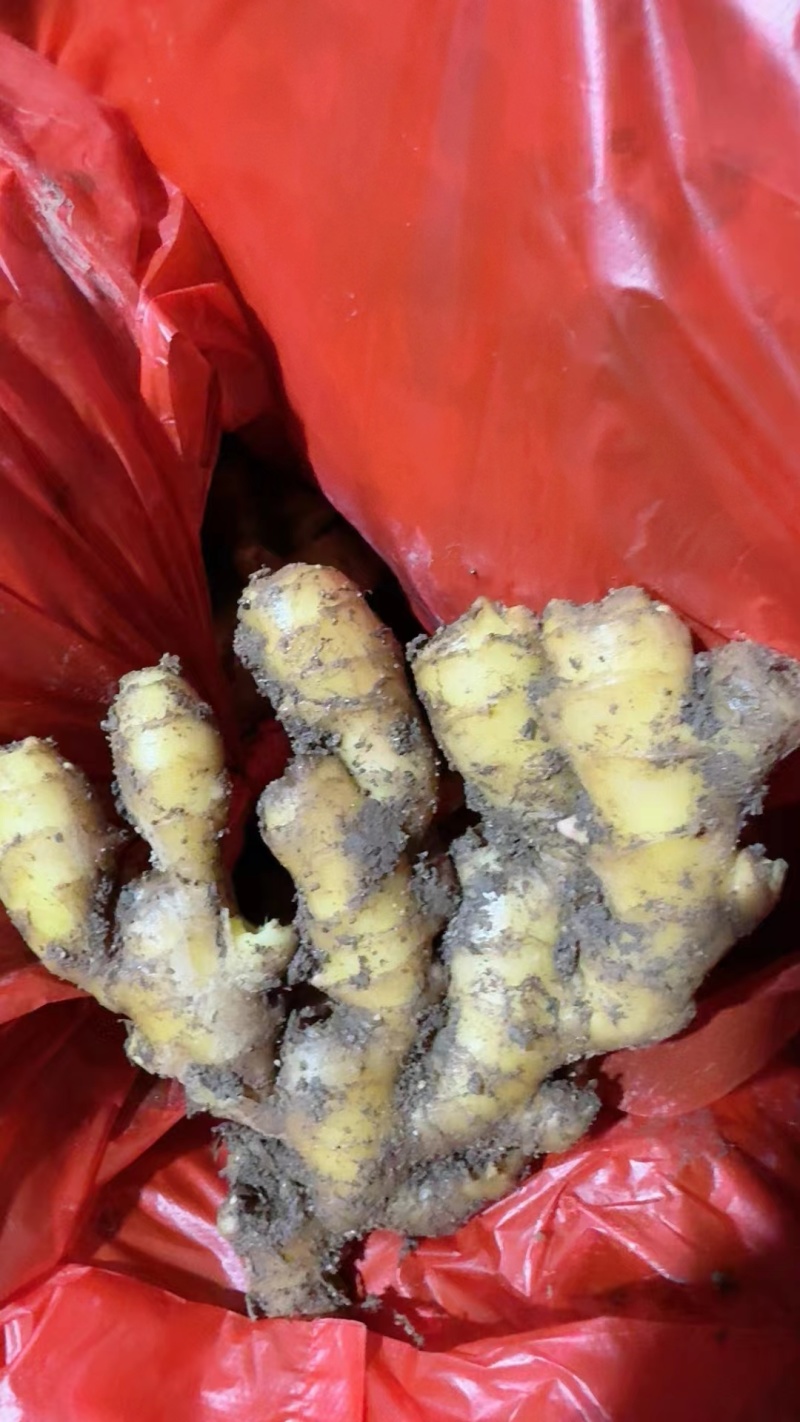 【荐】精选生姜 大黄姜 小黄姜 规格齐全库存量大价格美丽