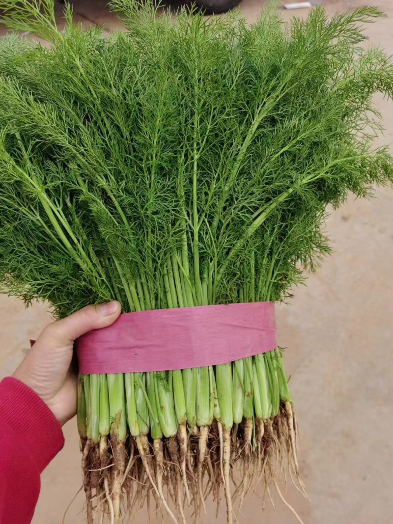 茴香 河北产区直发 对接全国 保质保量 欢迎咨询选购